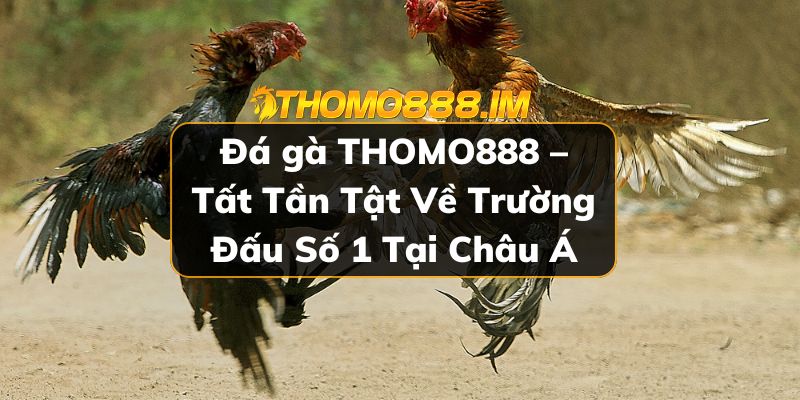 đá gà THOMO888