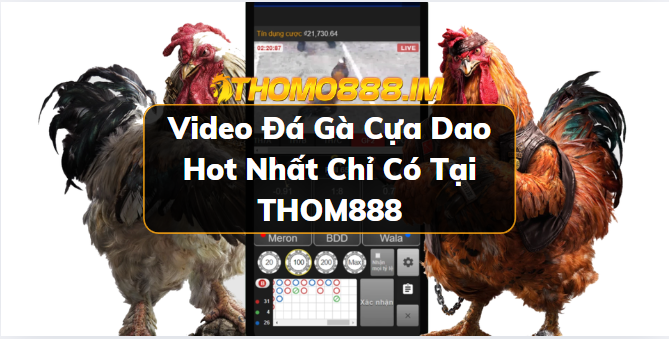 Video đá gà