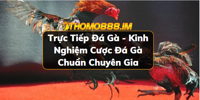 Trực tiếp đá gà