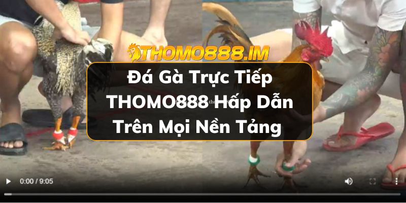 Đá gà trực tiếp