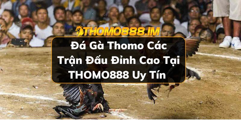 Đá gà Thomo