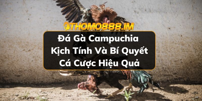 Đá gà Campuchia